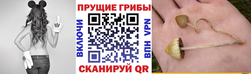 Галлюциногенные грибы GOLDEN TEACHER  где купить   Торопец 